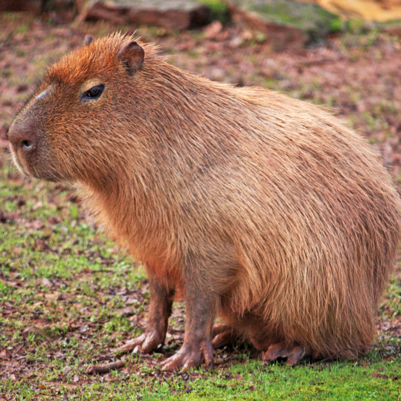 capybarasmall.jpg