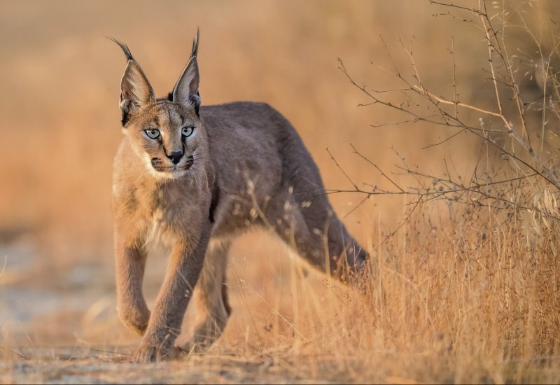 caracal.jpg