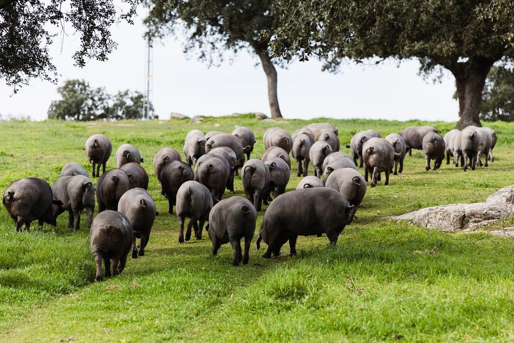 caracteristicas-y-origen-del-cerdo-iberico.jpg