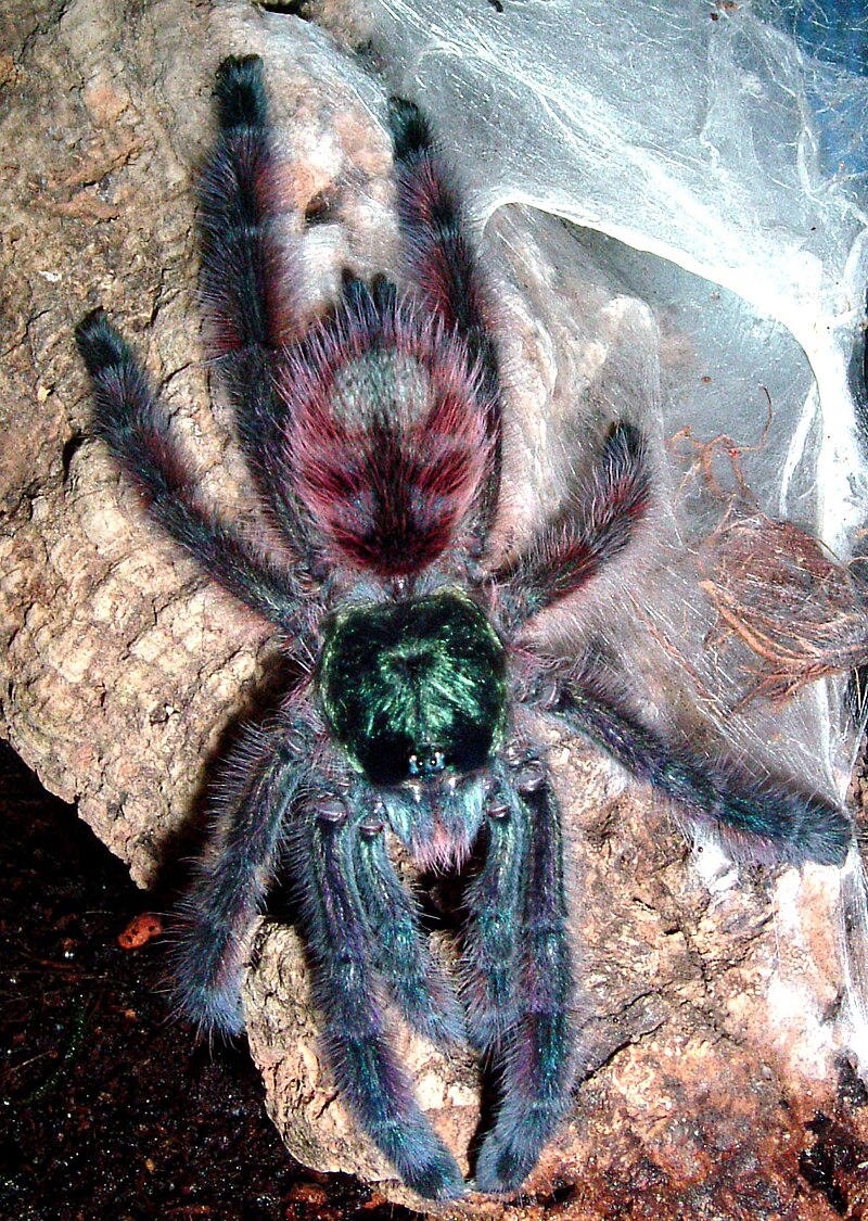 Caribena_versicolor_8_Fh.jpg