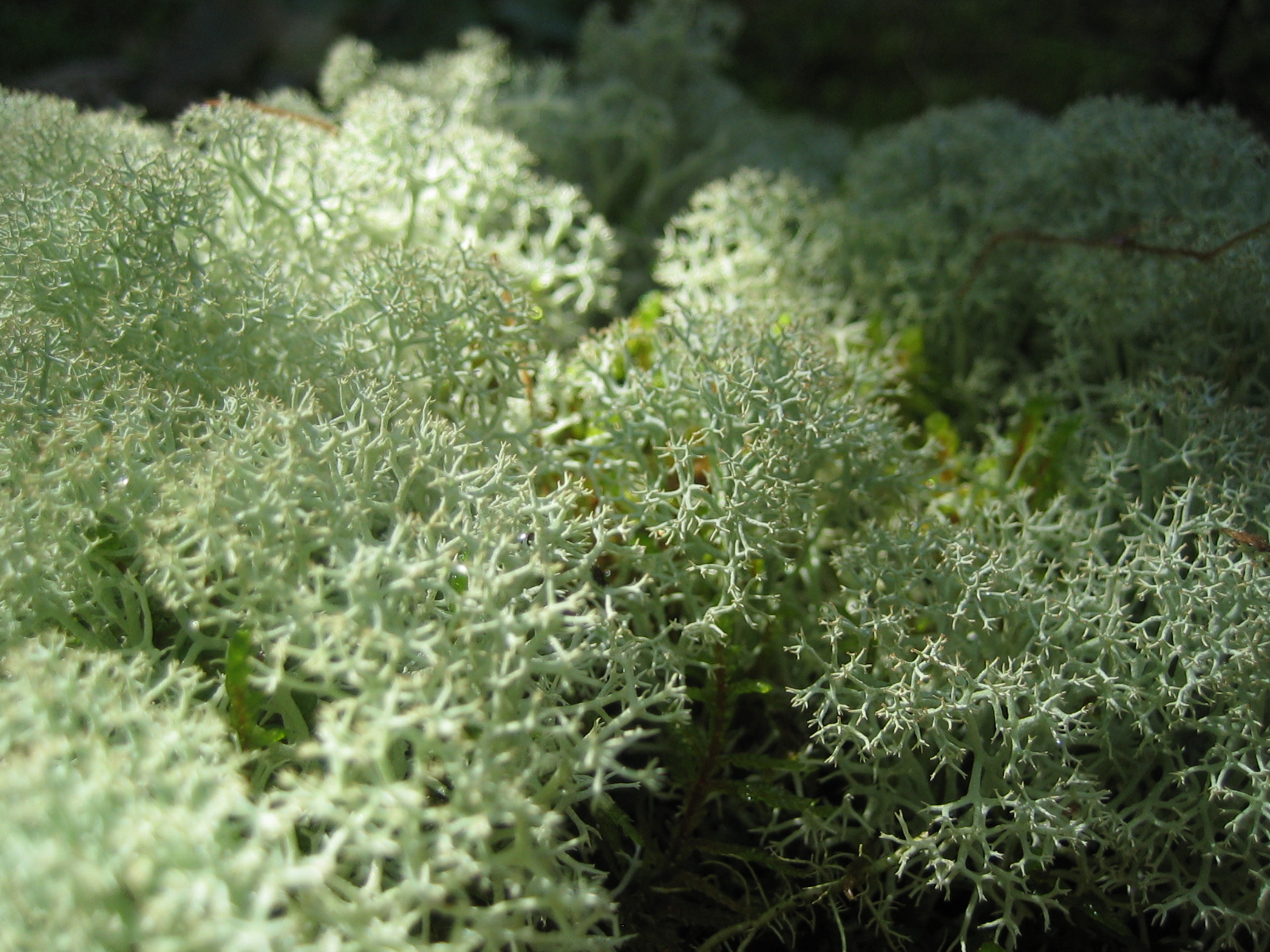 Caribou_moss.jpg