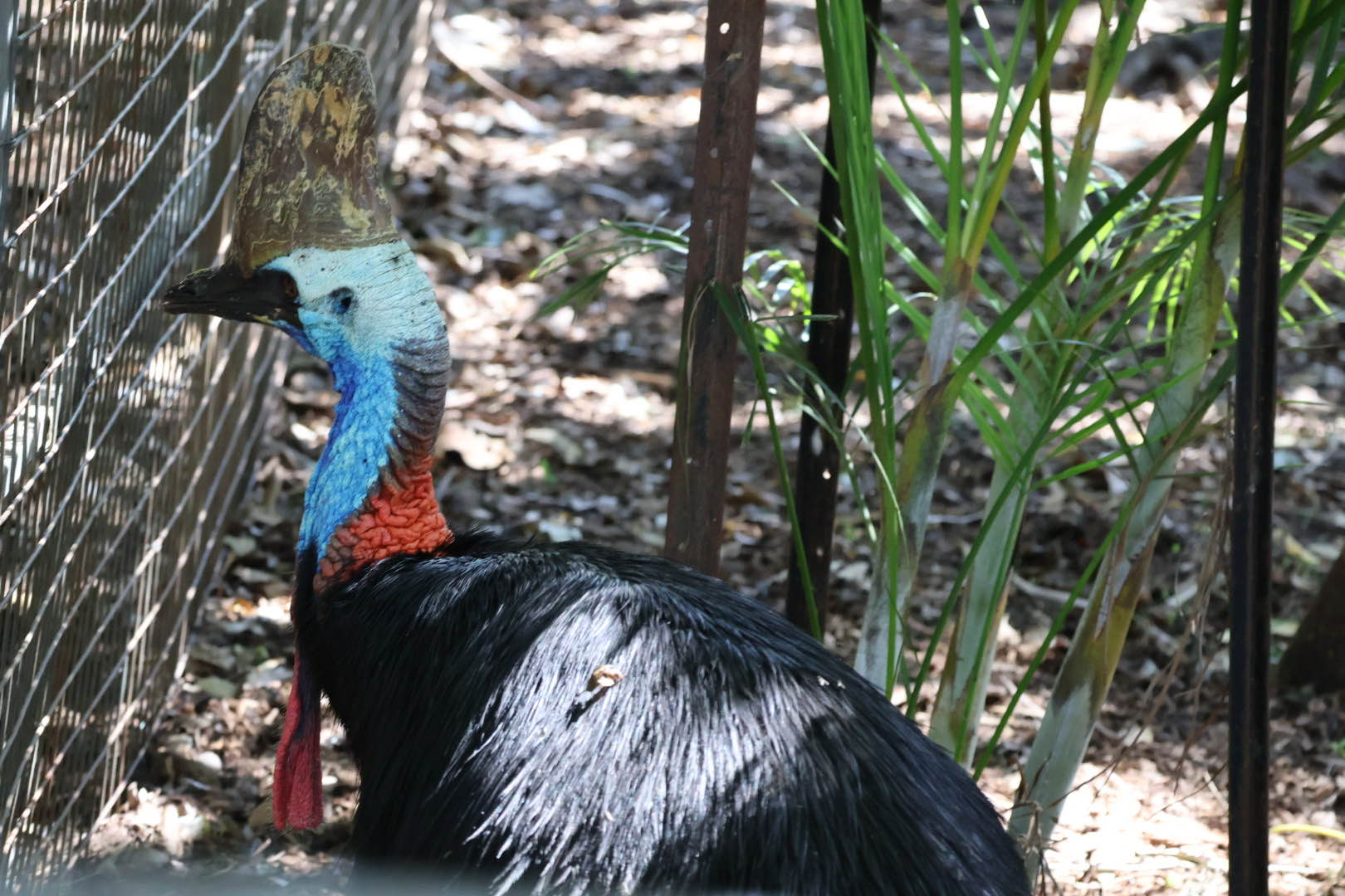 cassowary.jpg