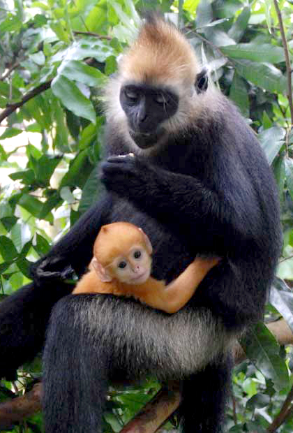 Cat-Ba-Langur-420x620-1.jpg