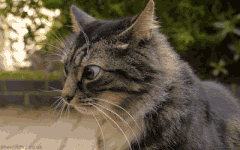 cat confused.gif