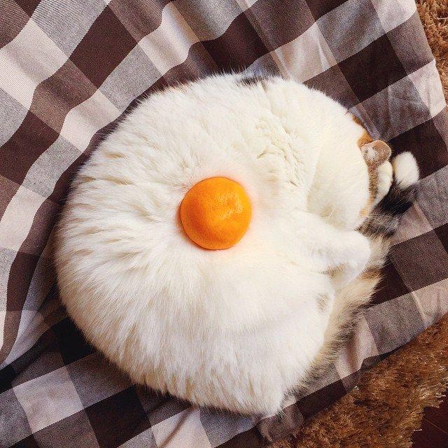 cat egg.jpg