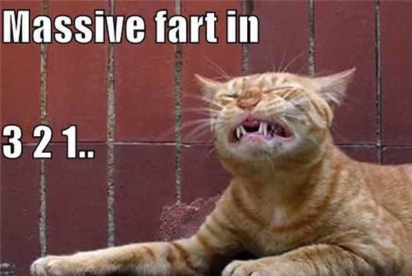cat-fart-meme.jpg