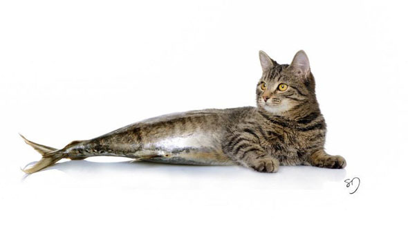 cat fish.jpg