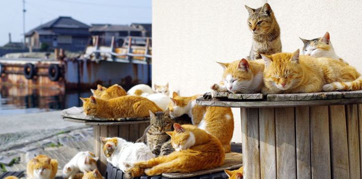 cat-islands-japan-facts.jpg