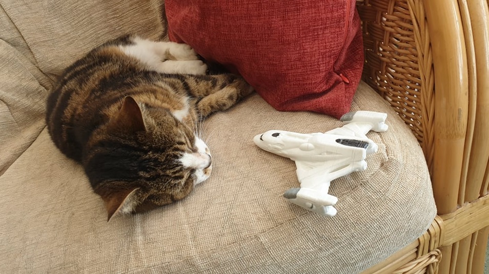 cat.jpg