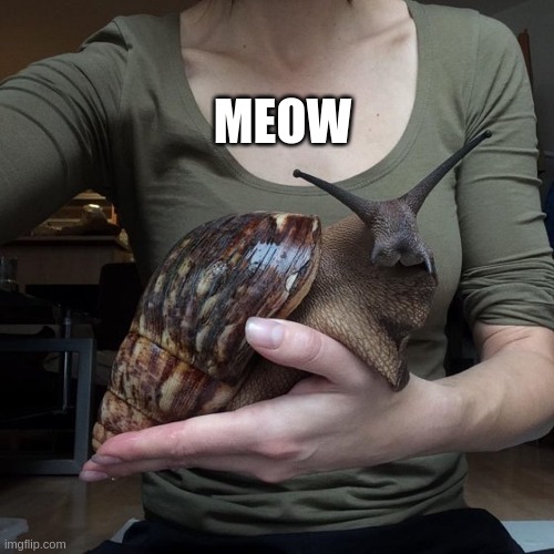 cat.jpg