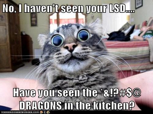 cat on drugs.jpg