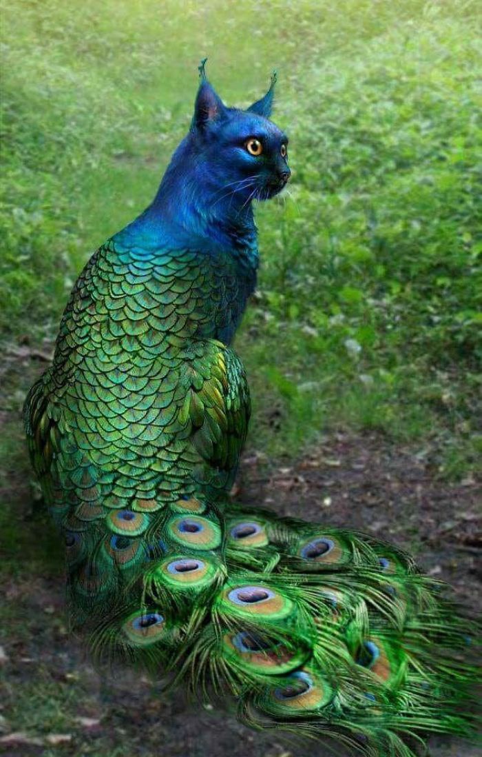 cat peacock.jpg