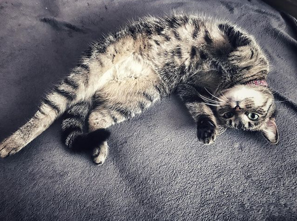 cat.png