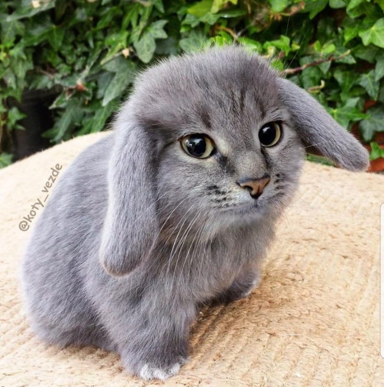 cat rabbit.jpeg