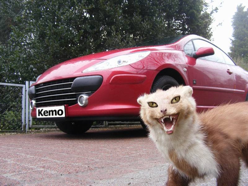 cat scary.jpg