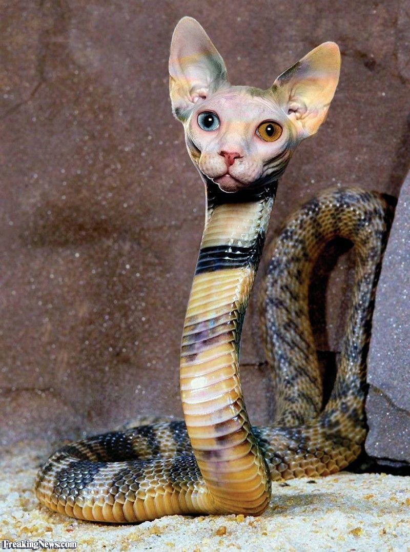 cat snake.jpg
