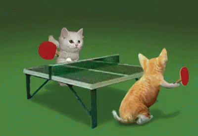 cat tennis.gif
