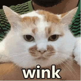 cat-wink.gif