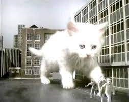 cat5-kittenkong.jpg