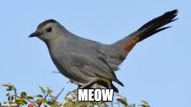 catbird.jpg