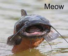 Catfish.jpg