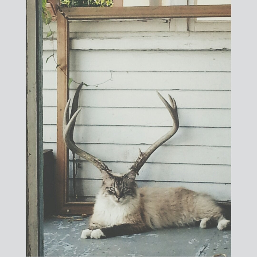 catreindeer.jpg