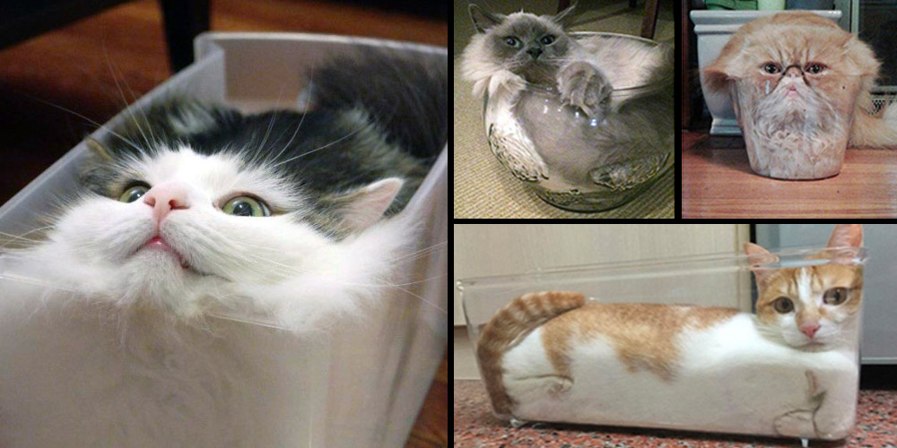 cats_in_containers_1000x500_0.jpg