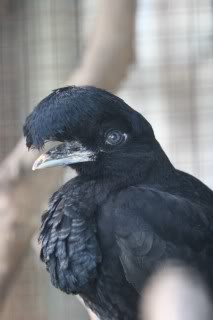 Cephalopterusornatus1.jpg