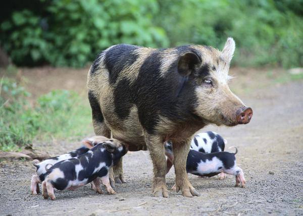 cerdo juliana.jpg