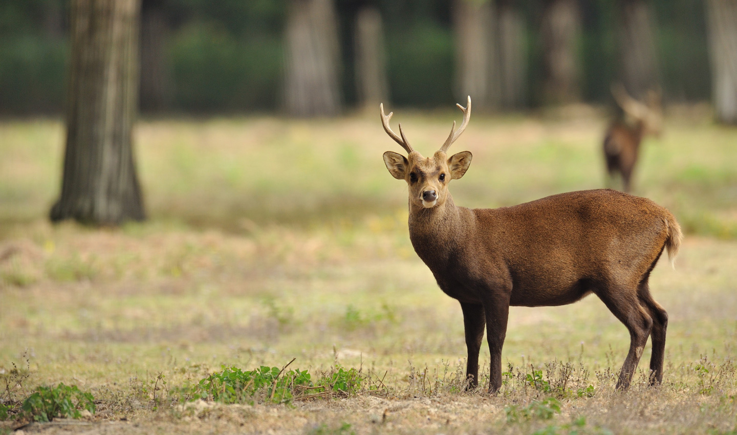 cerf_cochon_c_mnhn_-_f-g_grandin_.jpg