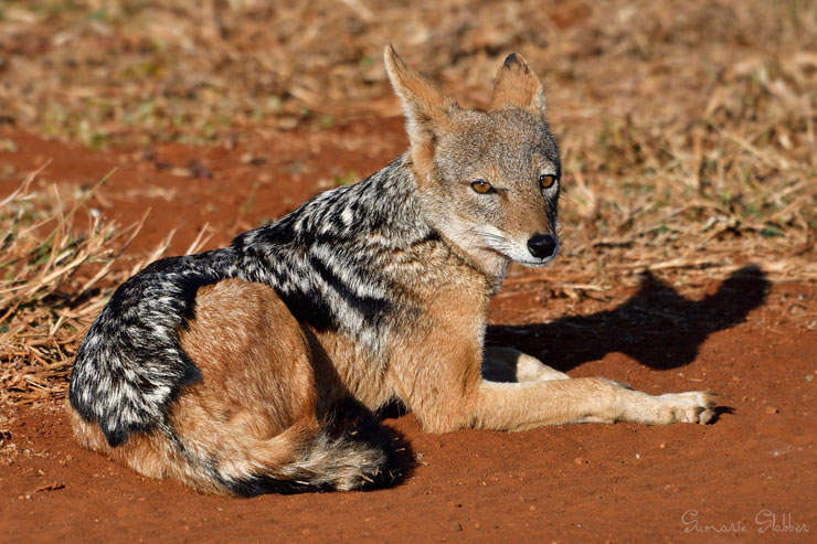 chacal-à-dos-noir-animaux-d-afrique.jpg