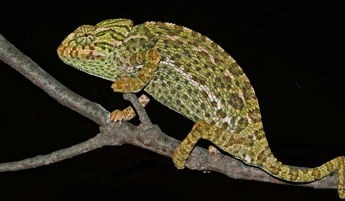 Chameleon_Portugal.jpg