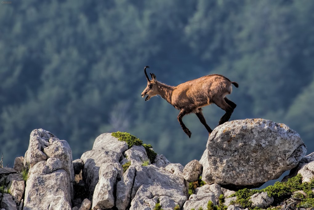 chamois.jpg