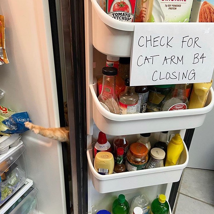 check-for-cat-arm-before-closing-refrigerator-meme.jpg