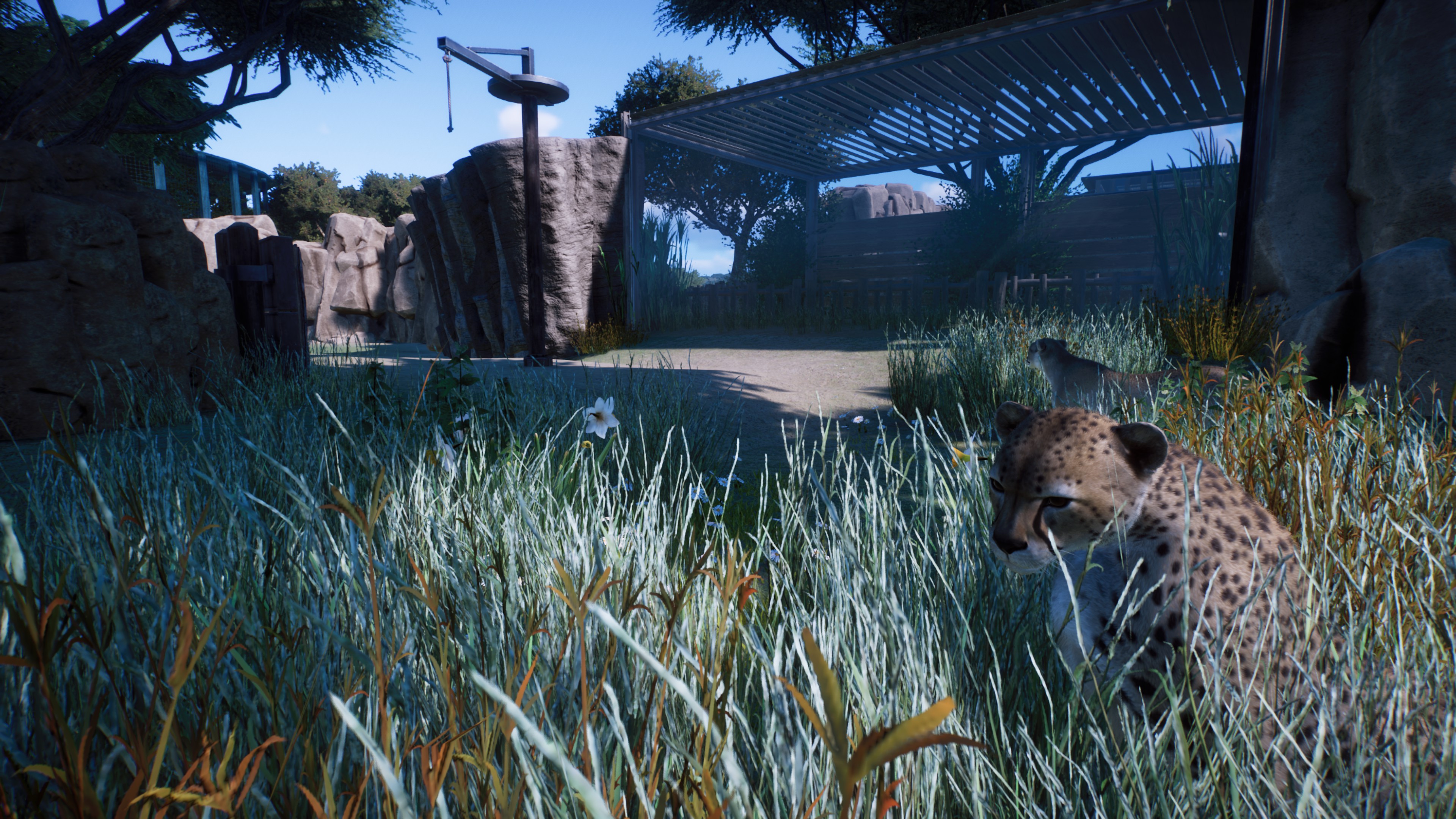 Cheetah.jpg