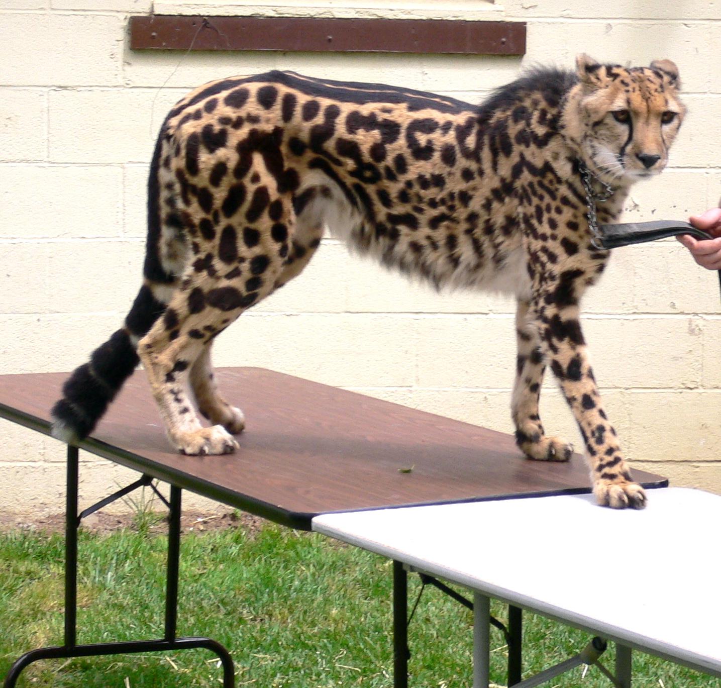 cheetah1.jpg