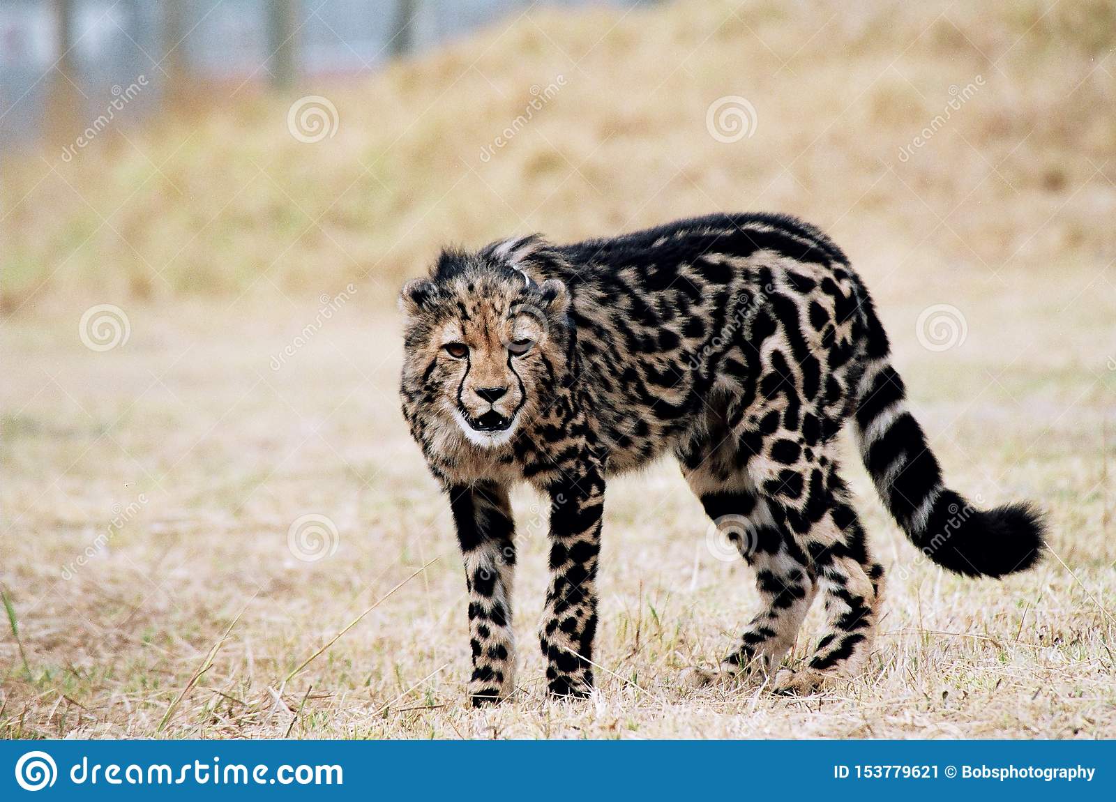cheetah2.jpg