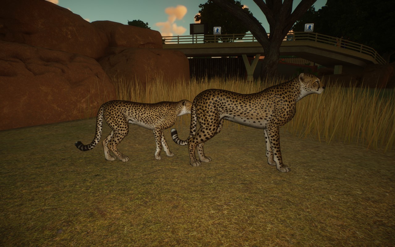 cheetha_size.jpg