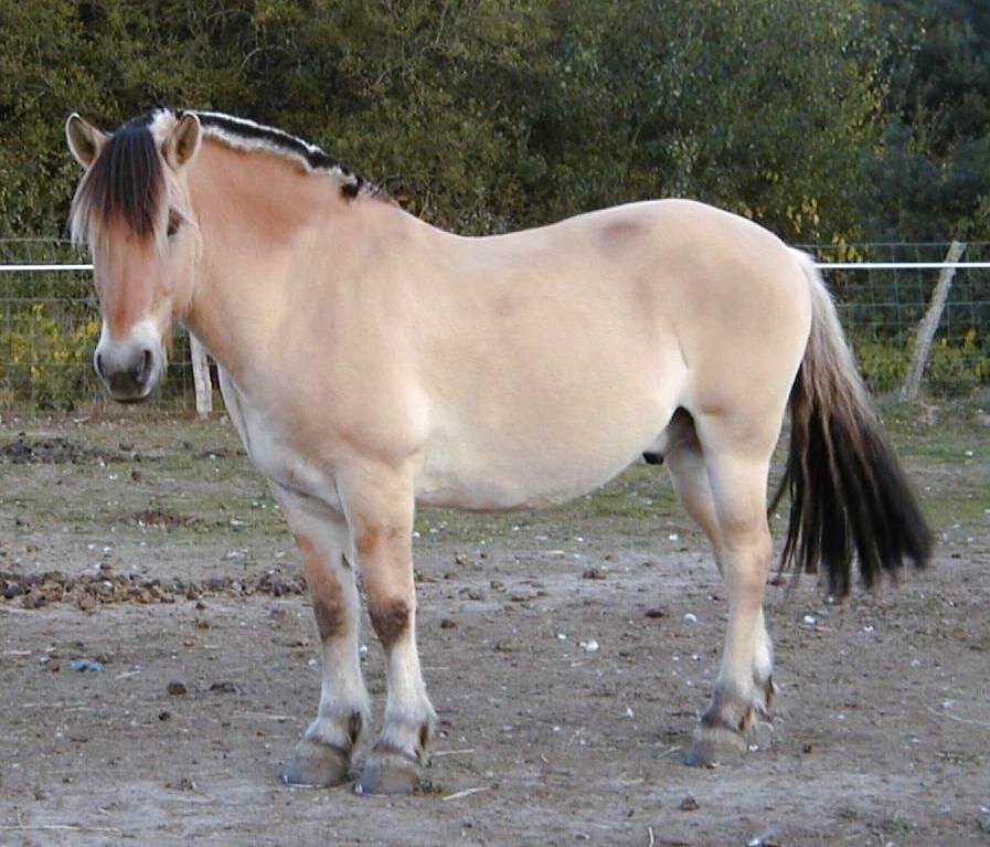 Cheval_fjord_00003.jpg
