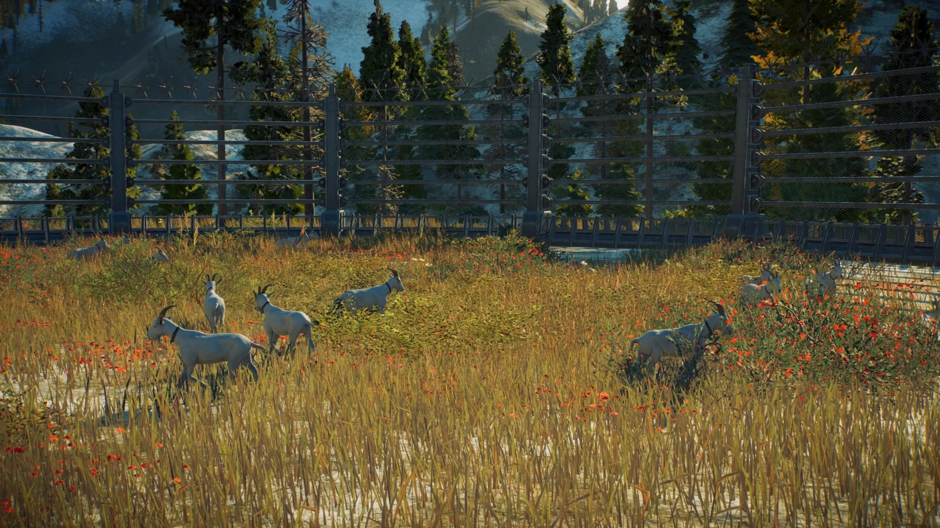 chevre2.jpg