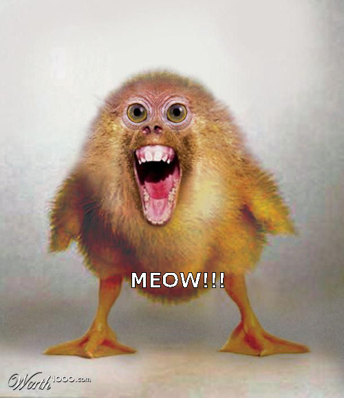 chickcat.jpg