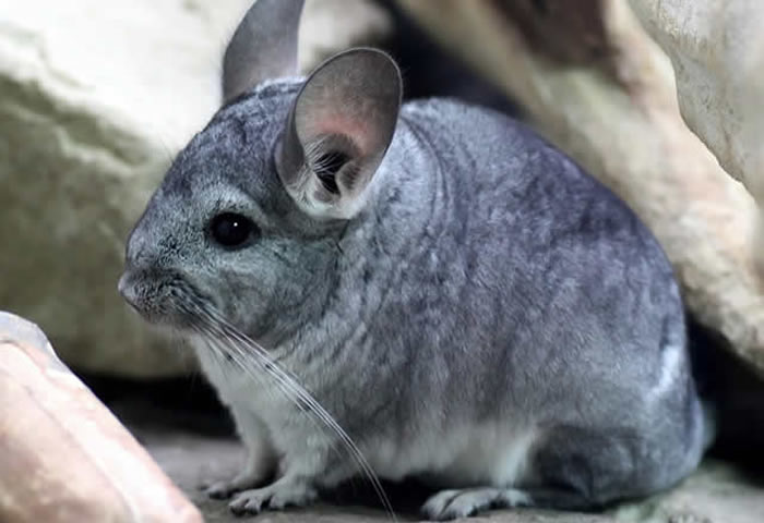 chinchilla1.jpg