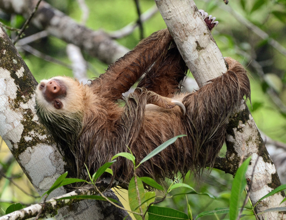 Choloepus_hoffmanni_(Puerto_Viejo,_CR)_crop [edit scaled].png