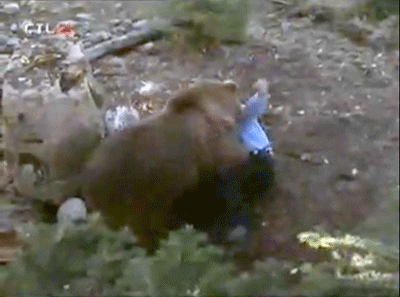 chuck_norris_bear-gif.259116