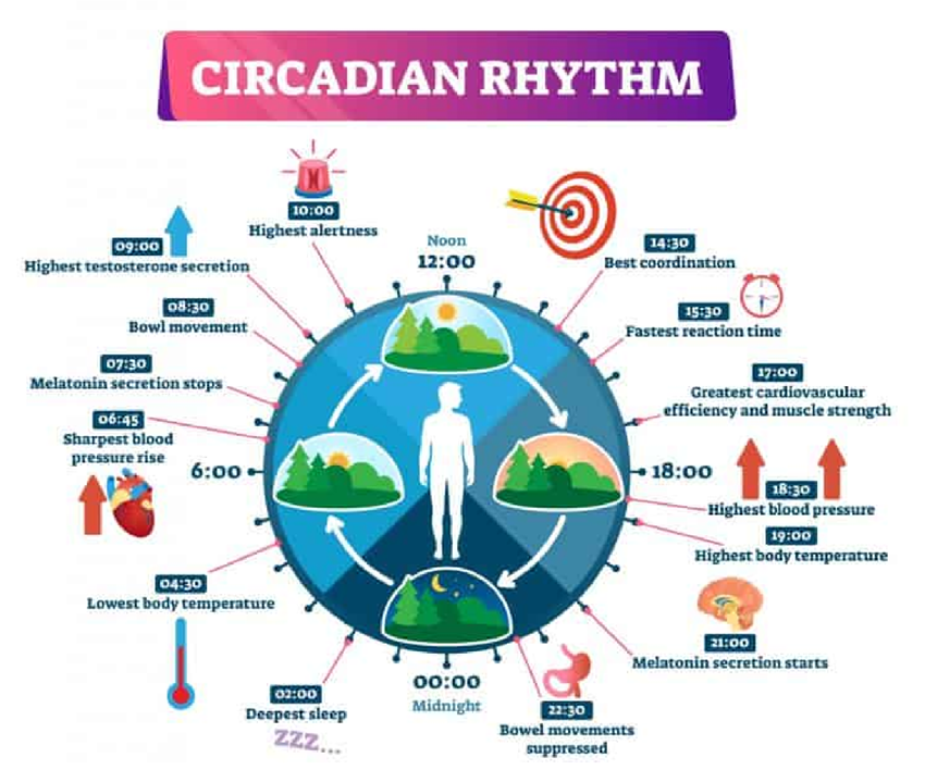 Cicardian Rhythm.png