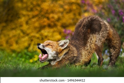 close-red-fox-stretching-yawning-260nw-1496344412.jpg