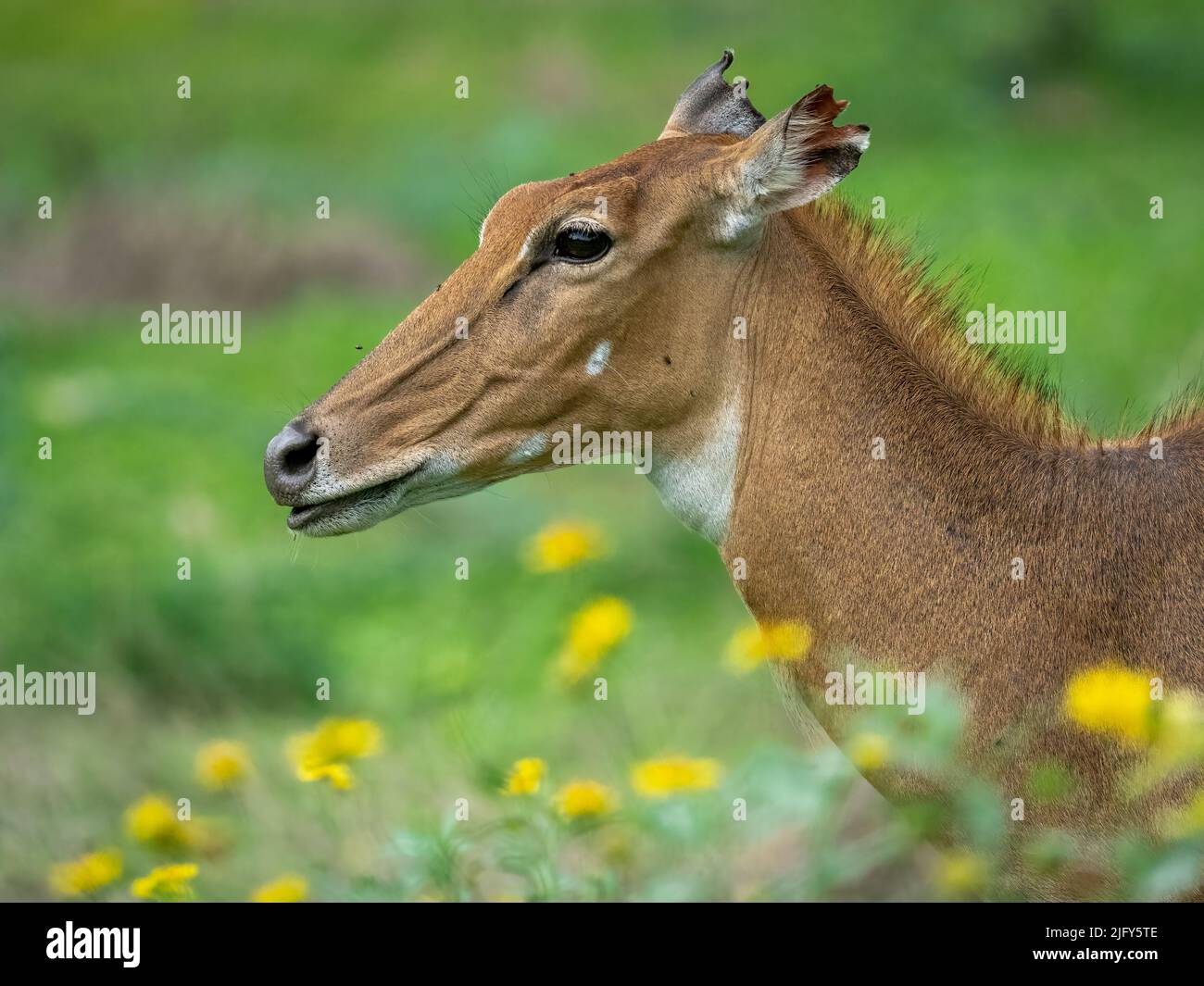 close-up-portrait-of-a-female-nilgai-feeding-amongst-flowers-2JFY5TE.jpg