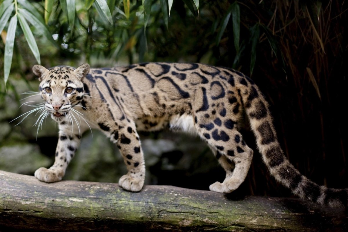 clouded leopard.JPG