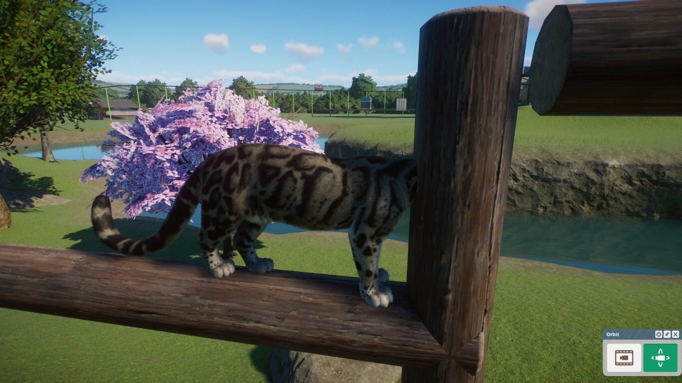 clouded leopard.jpg