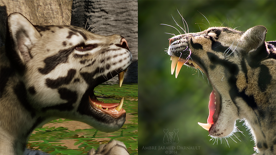Clouded leopard.png